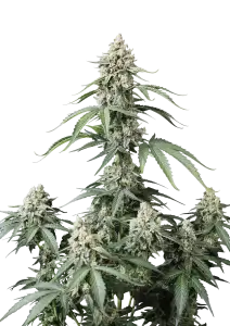 Photo of Banana Cherry Cookies Auto