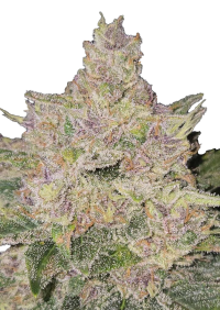 Banana Cherry Cookies Auto™