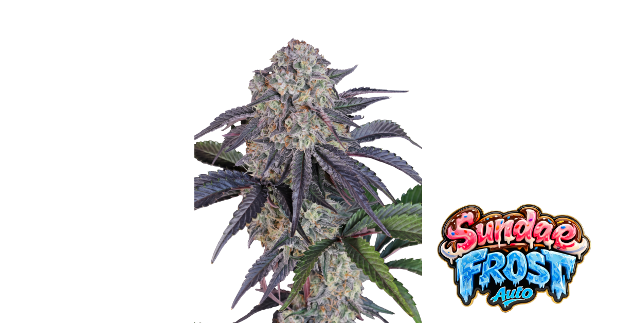 Sundae Frost Auto — breeder photo