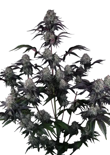 Photo of Sundae Frost Auto