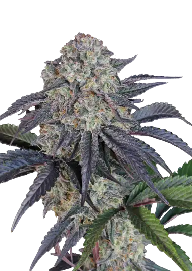 Photo of Sundae Frost Auto