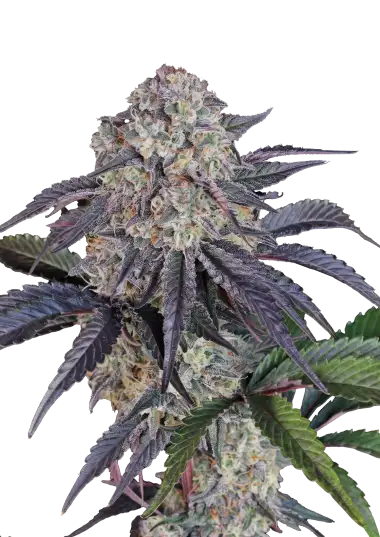 Photo of Sundae Frost Auto