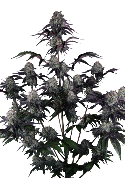 Sundae Frost Auto