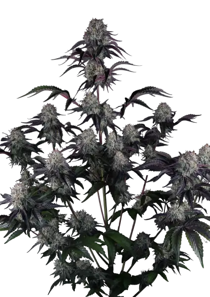 Photo of Sundae Frost Auto