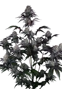 Photo of Sundae Frost Auto