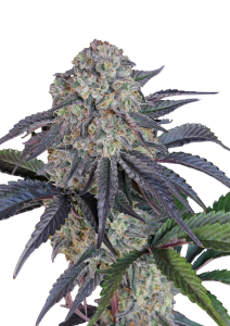 Sundae Frost Auto
