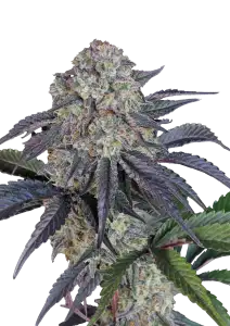 Photo of Sundae Frost Auto