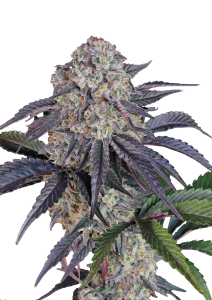 Sundae Frost Auto