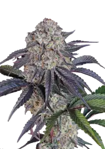 Photo of Sundae Frost Auto
