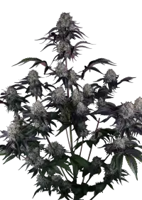 Sundae Frost Auto™