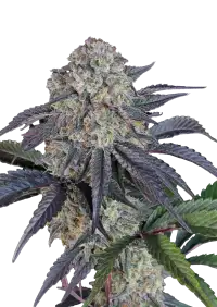 Sundae Frost Auto™