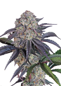 Sundae Frost Auto™