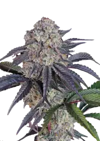 Sundae Frost Auto™