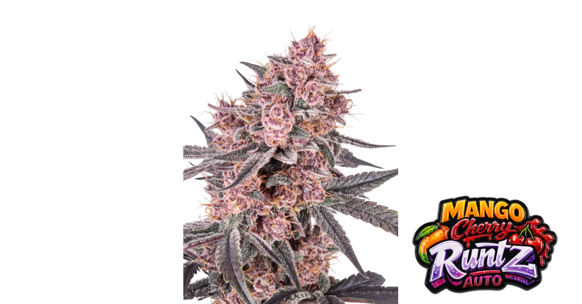 Mango Cherry Runtz Auto — breeder photo