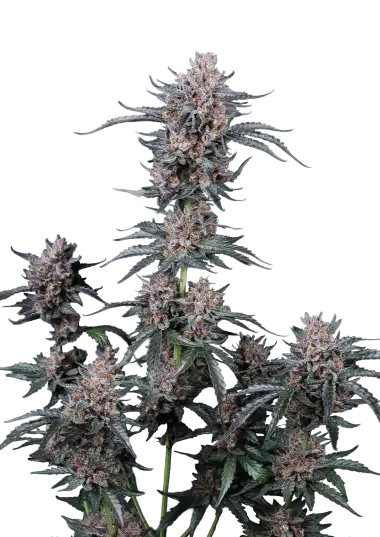Photo of Mango Cherry Runtz Auto
