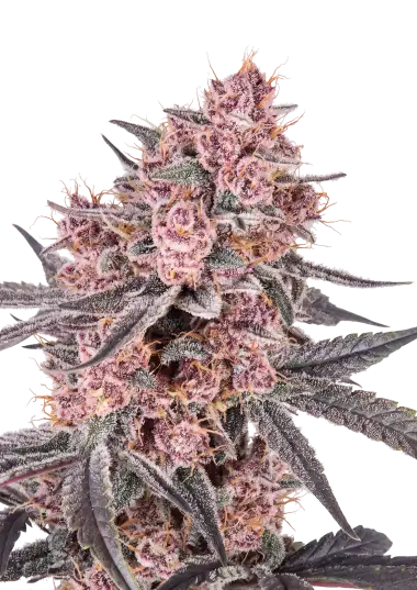 Photo of Mango Cherry Runtz Auto