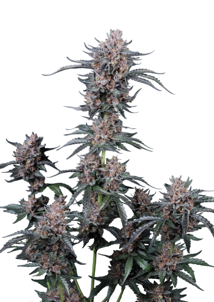 Mango Cherry Runtz Auto cannabis strain by Fast Buds