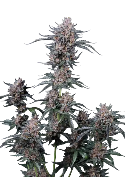 Photo of Mango Cherry Runtz Auto