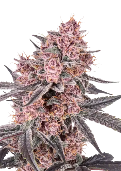 Photo of Mango Cherry Runtz Auto