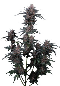Mango Cherry Runtz Auto