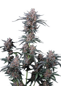 Mango Cherry Runtz Auto