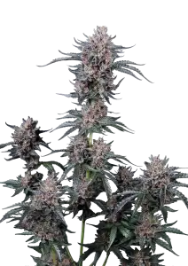 Photo of Mango Cherry Runtz Auto