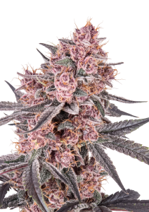 Mango Cherry Runtz Auto