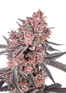 Photo of Mango Cherry Runtz Auto