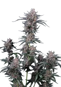 Mango Cherry Runtz Auto™