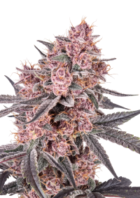 Mango Cherry Runtz Auto™