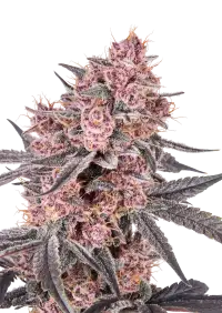 Mango Cherry Runtz Auto™