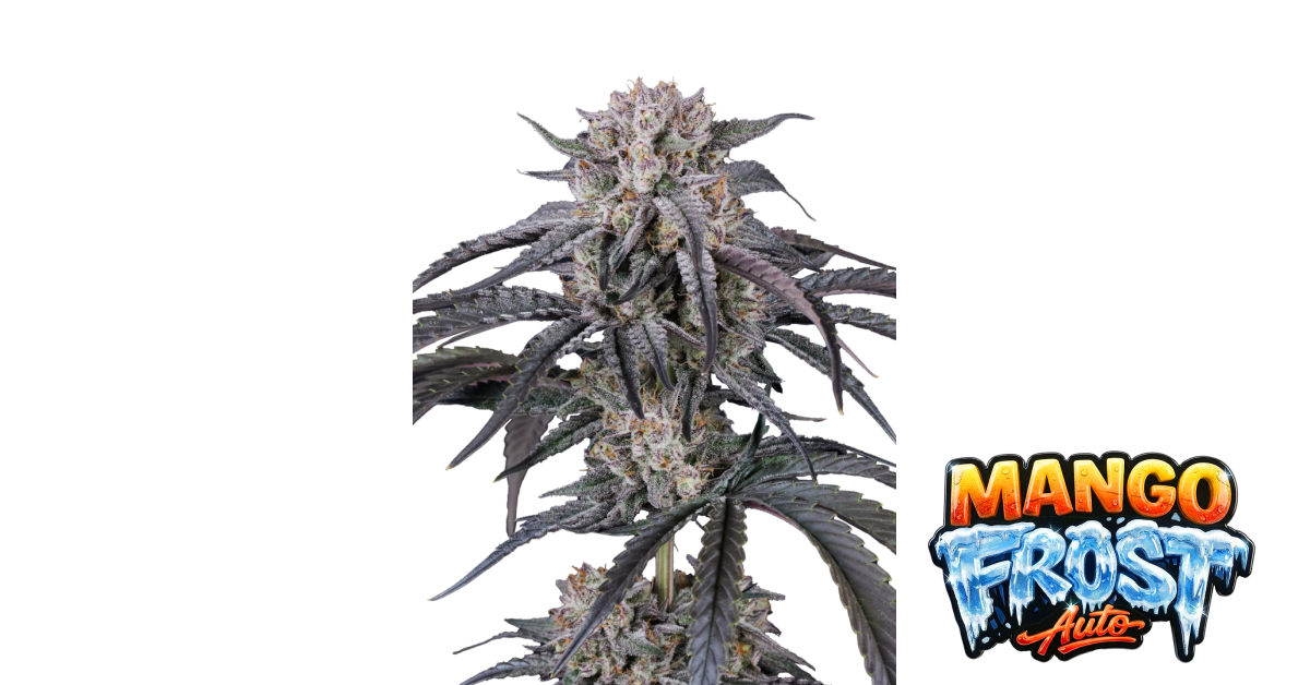 Mango Frost Auto — breeder photo