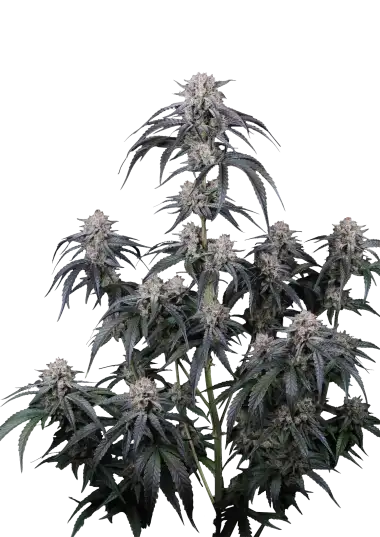 Photo of Mango Frost Auto