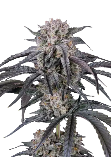 Photo of Mango Frost Auto