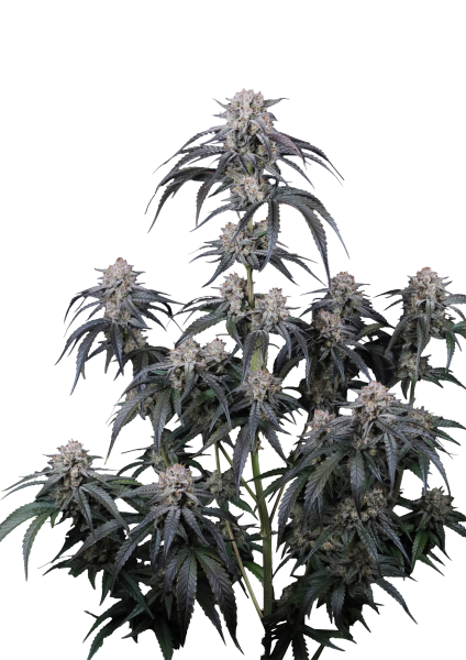 Mango Frost Auto