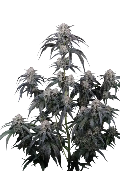 Photo of Mango Frost Auto