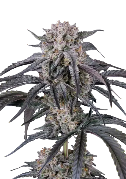 Photo of Mango Frost Auto