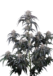 Mango Frost Auto