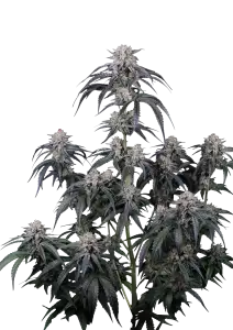 Photo of Mango Frost Auto