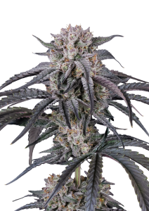 Mango Frost Auto
