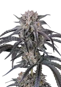 Photo of Mango Frost Auto