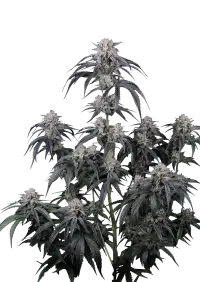 Mango Frost Auto™