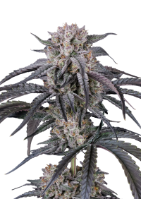 Mango Frost Auto™