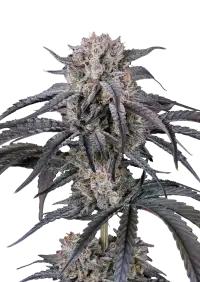 Mango Frost Auto™