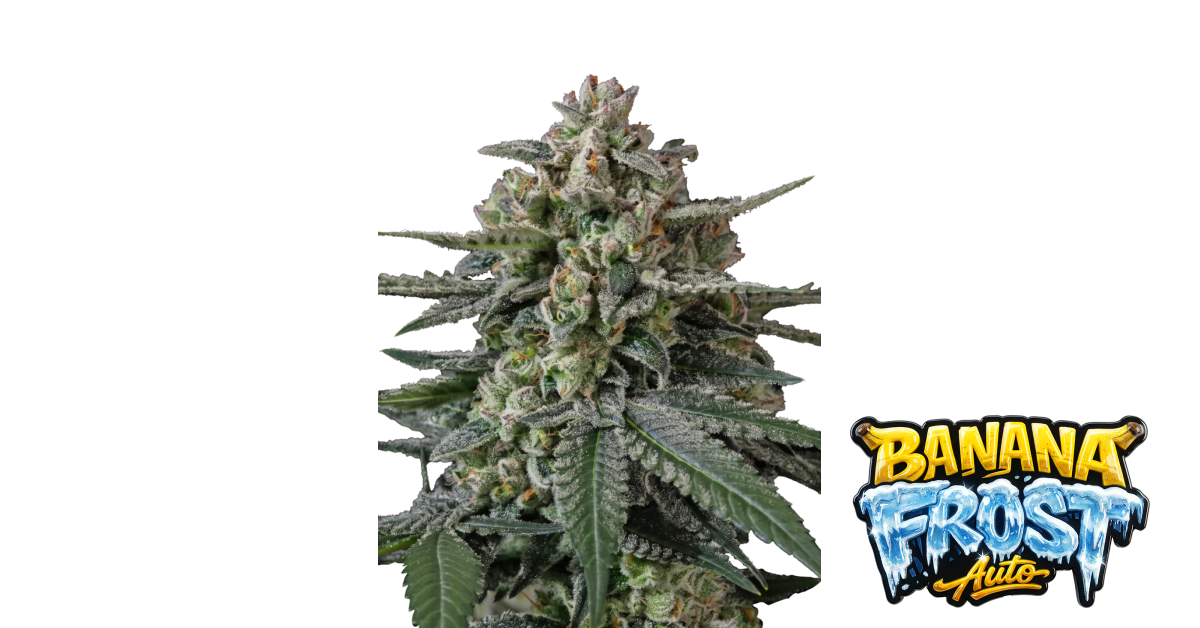 Banana Frost Auto — breeder photo