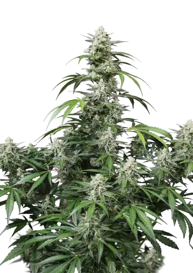 Photo of Banana Frost Auto