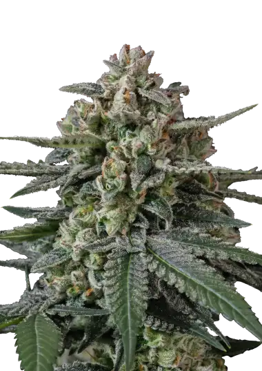 Photo of Banana Frost Auto