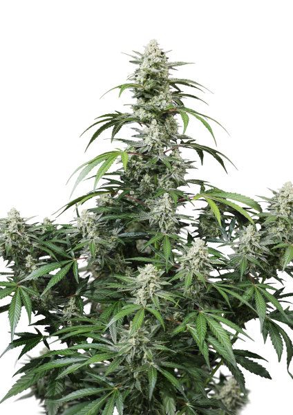 Banana Frost Auto