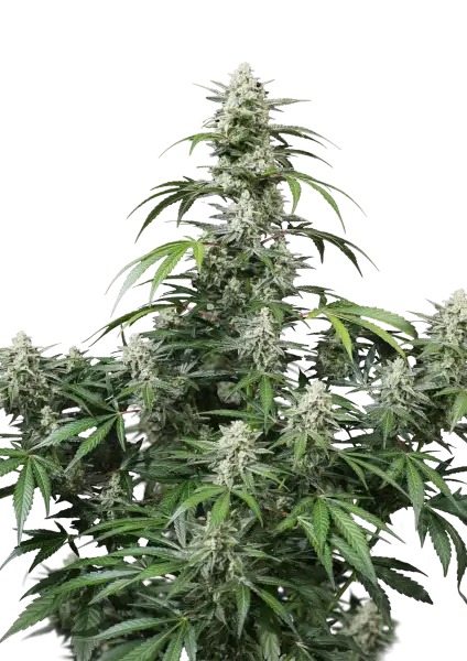 Photo of Banana Frost Auto
