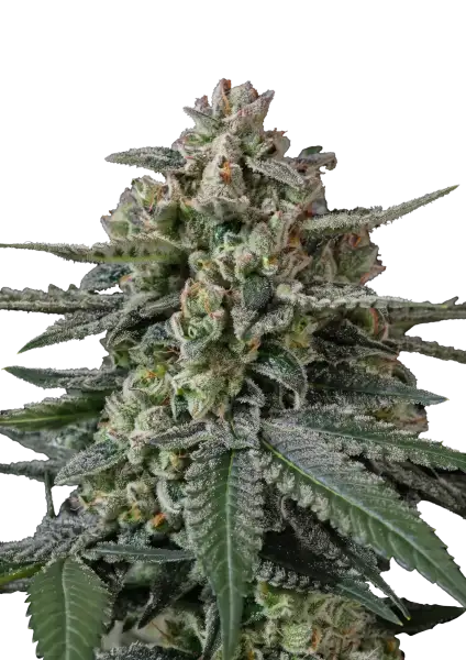 Photo of Banana Frost Auto